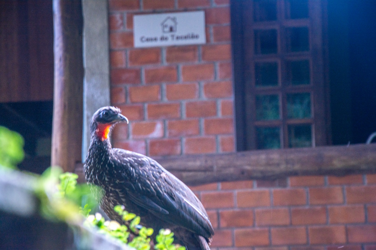 Ave em frente à fachada da Casa do Tecelão