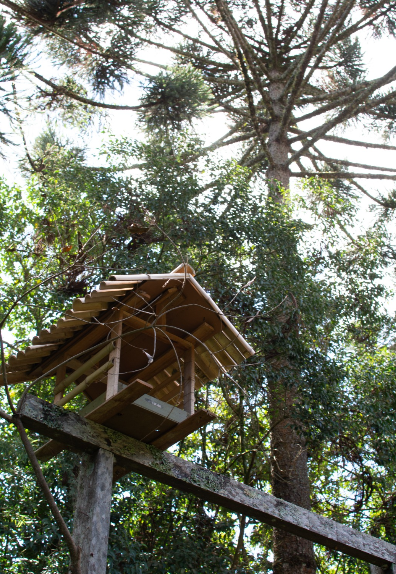 Casa na árvore entre as araucárias