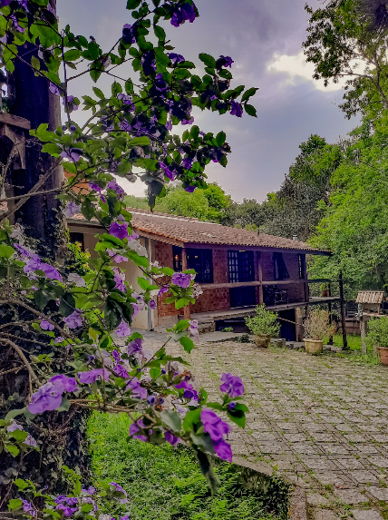 Flores roxas e vista da casa pelo jardim