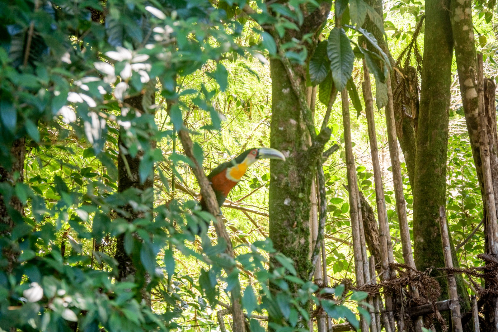 Tucano no jardim da Casa do Tecelão